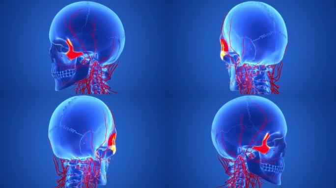人体骨骼系统颅骨骨部分颧骨解剖动画概念