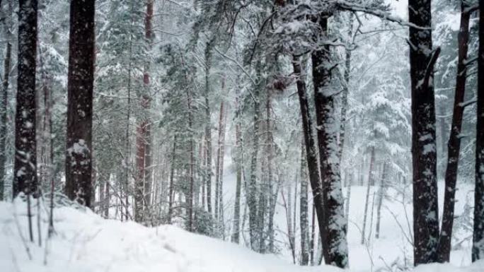 白色蓬松的雪花在一个神奇的圣诞之夜慢慢落下。