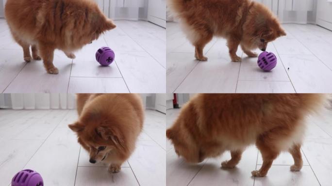 德国Spitz品种的红色蓬松狗会被藏在紫色球中。