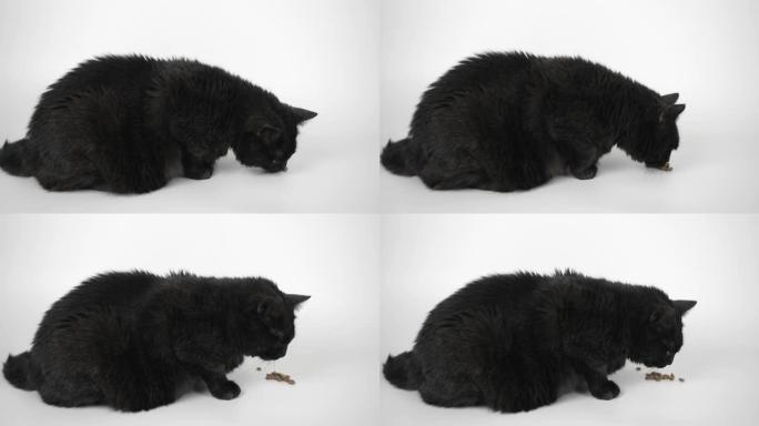 黑灰猫吃干猫粮。在白色背景上拍摄动物，4k