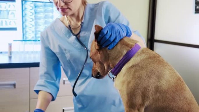 女兽医检查狗耳朵，诊所宠物检查，保健