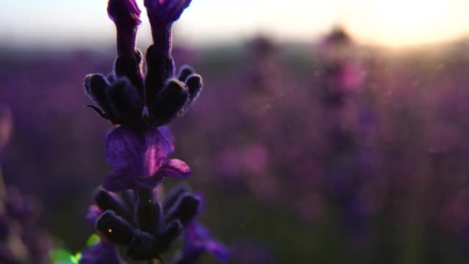 日落时，田野里盛开的薰衣草。普罗旺斯,法国。关闭了。有选择性的重点。薰衣草花春天背景与美丽的紫色颜色