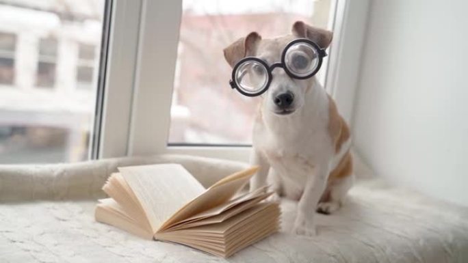 狗书呆子在挖掘信息。使用一本书