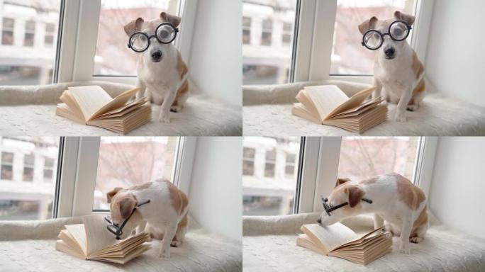 狗书呆子在挖掘信息。使用一本书