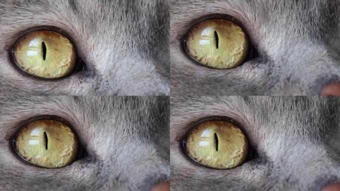 英国短毛猫眼睛的极端特写视频