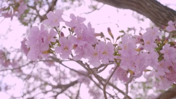 粉红色樱花在风中摇曳的特写镜头