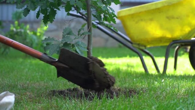 一个年轻人在花园里工作时种了一棵橡树。维护和平、自然、环境和生态的概念