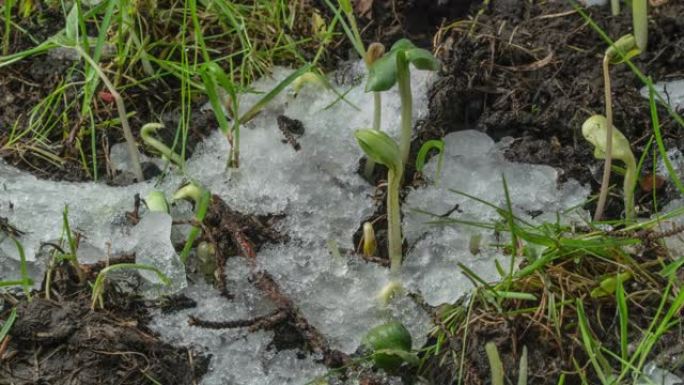 融化的雪和暴露绿草和植物芽的慢动作宏观镜头