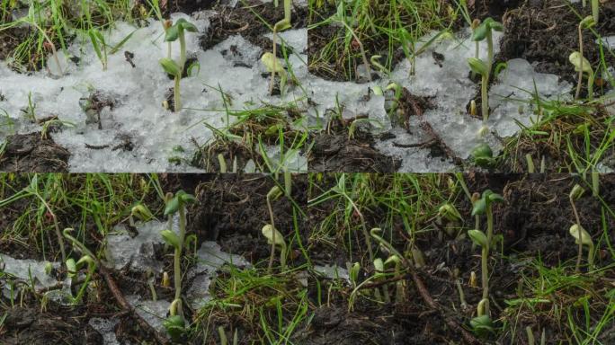 融化的雪和暴露绿草和植物芽的慢动作宏观镜头