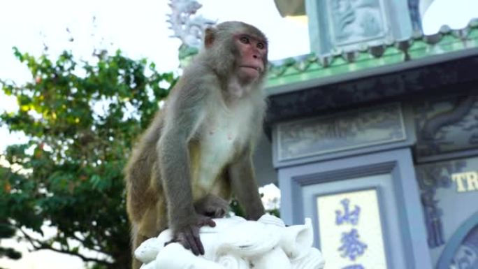 野生猴子坐在越南佛教寺庙的龙石雕塑上