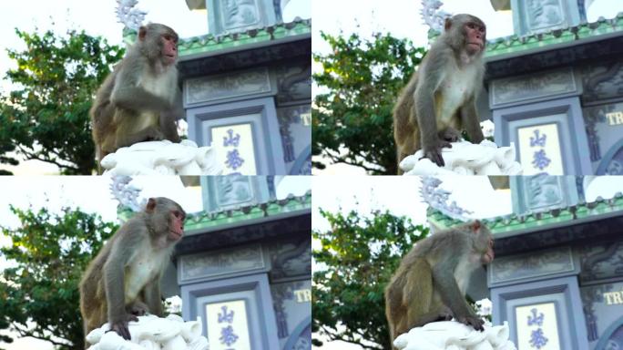 野生猴子坐在越南佛教寺庙的龙石雕塑上