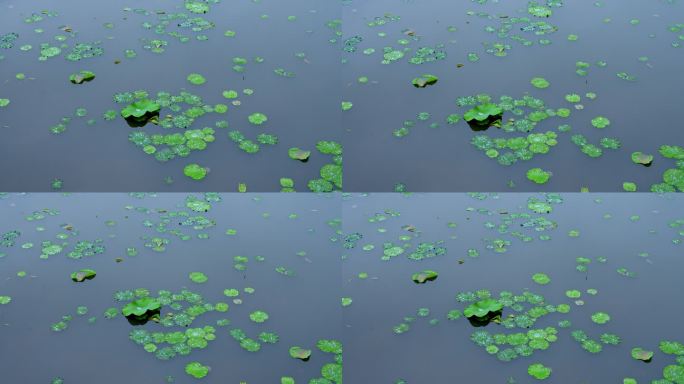 4K实拍，春雨后广州天河公园睡莲与湖水。