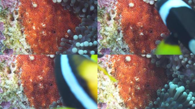 礁石上的小丑鱼卵