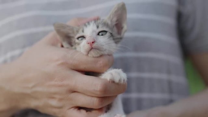 慢动作镜头特写可爱的家养小猫拥抱在女人的手臂上。