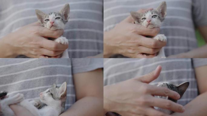 慢动作镜头特写可爱的家养小猫拥抱在女人的手臂上。