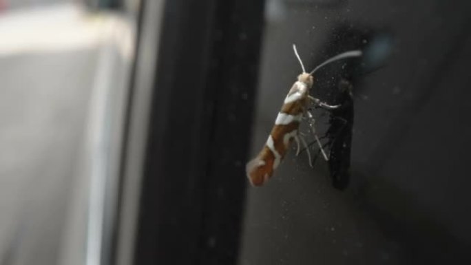 爱沙尼亚的玻璃窗上粘着一只虫子