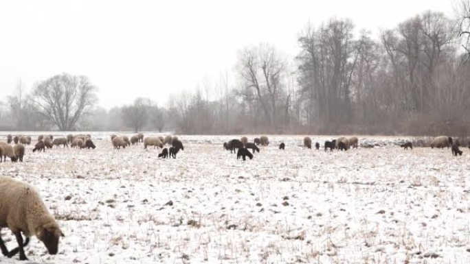 雪中放羊
