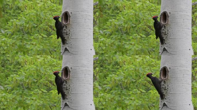 巢上的黑啄木鸟雄性 (Dryocopus martius)