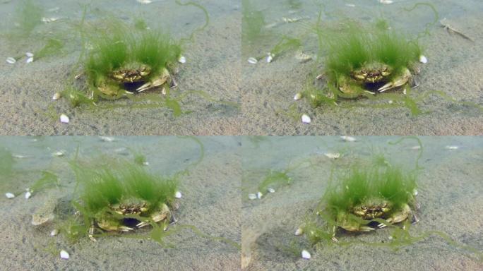 长满绿藻的老飞天泳蟹。