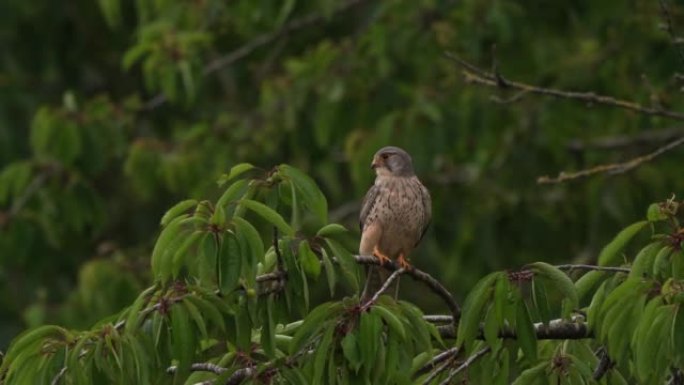 一只雄性普通红隼 (Falco tinnunculus) 坐在树枝上