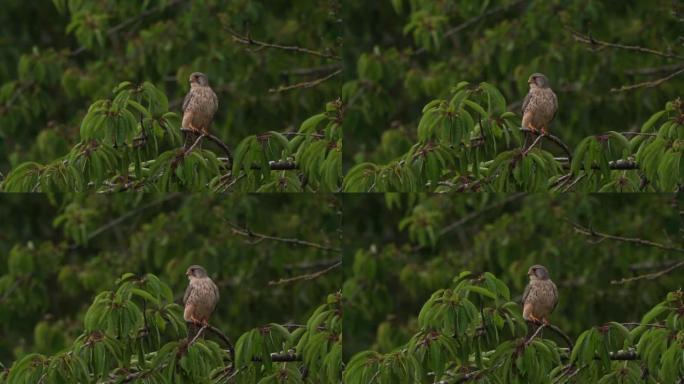 一只雄性普通红隼 (Falco tinnunculus) 坐在树枝上