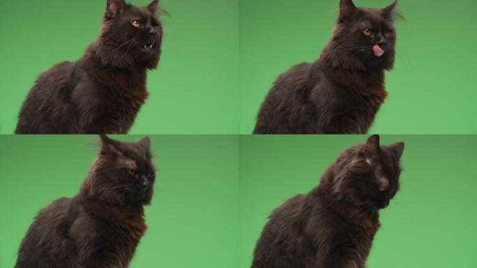 美丽的黑色小猫坐在侧视姿势，伸出舌头舔鼻子，向一边看，在工作室绿色背景前舔皮毛