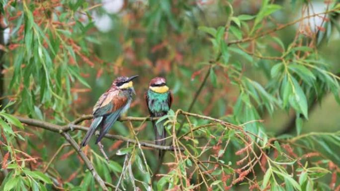一对欧洲食蜂鸟 (Merops apiaster) 在柳枝上，鸟儿完全被雨水浸透。