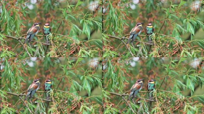 一对欧洲食蜂鸟 (Merops apiaster) 在柳枝上，鸟儿完全被雨水浸透。