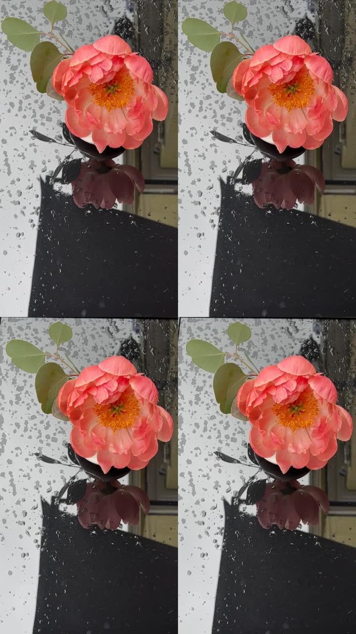 美丽的牡丹花，在雨滴的玻璃湿桌上有桉树的树枝。