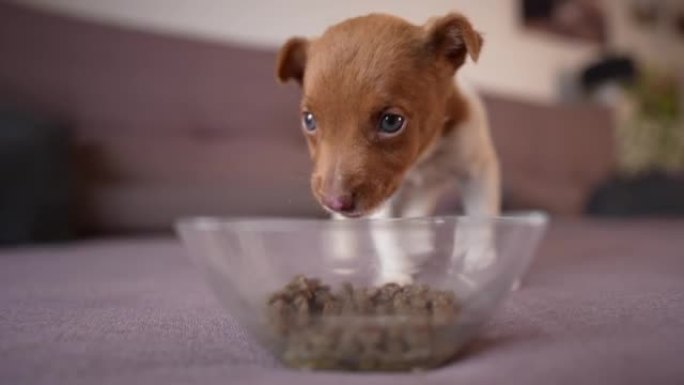 小狗从玻璃碗里吃狗粮