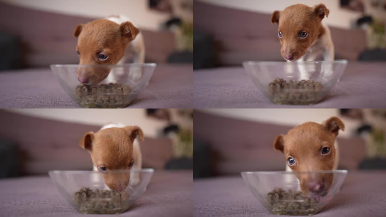 小狗从玻璃碗里吃狗粮