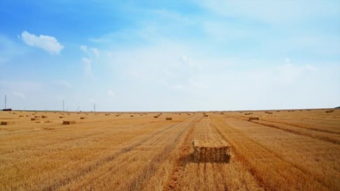 麦黄田的航拍。农业小麦景观的俯视图。