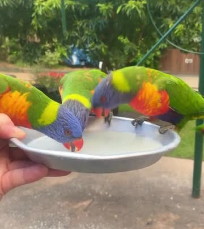 三个彩虹鹦鹉从碗里喝水的视频。一个从后面飞来。两个人看起来好像谈得很好。澳大利亚昆士兰州黄金海岸