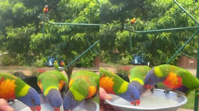 三个彩虹鹦鹉从碗里喝水的视频。一个从后面飞来。两个人看起来好像谈得很好。澳大利亚昆士兰州黄金海岸