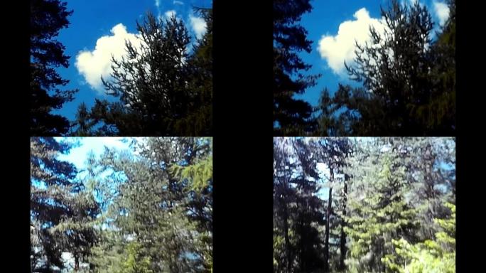 森林树木之间的天空缩短80年