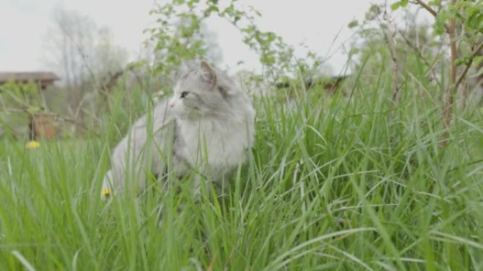 白灰猫在户外吃草