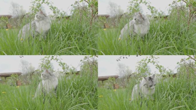 白灰猫在户外吃草