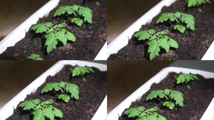 给西红柿浇水的幼苗。你可以看到土壤是如何吸收水分的。公寓里的花园。特写。