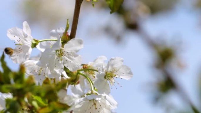 慢动作飞行蜜蜂覆盖着花粉，从白色苹果花中收集花蜜。春天盛开的苹果花。蜜蜂授粉春树白花盛开。