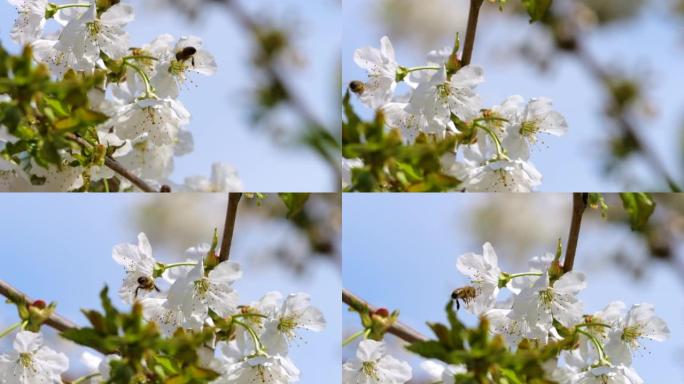 慢动作飞行蜜蜂覆盖着花粉，从白色苹果花中收集花蜜。春天盛开的苹果花。蜜蜂授粉春树白花盛开。