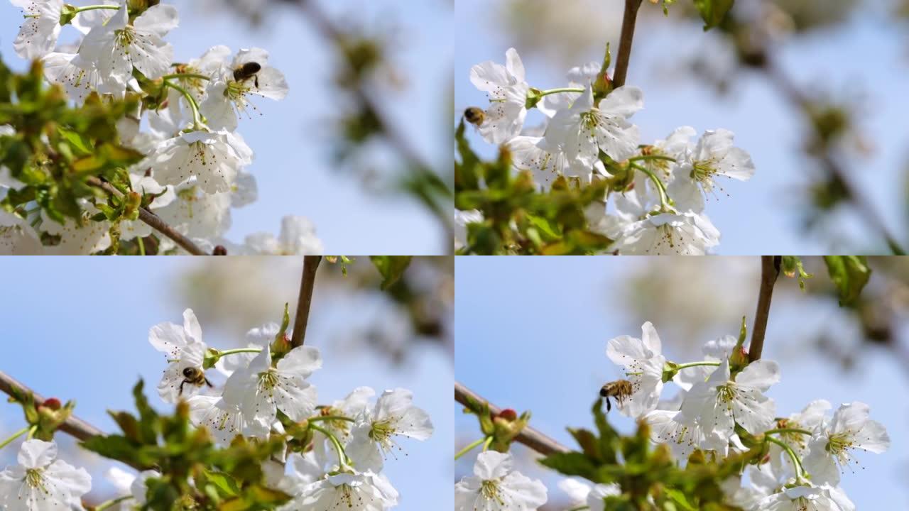 慢动作飞行蜜蜂覆盖着花粉，从白色苹果花中收集花蜜。春天盛开的苹果花。蜜蜂授粉春树白花盛开。