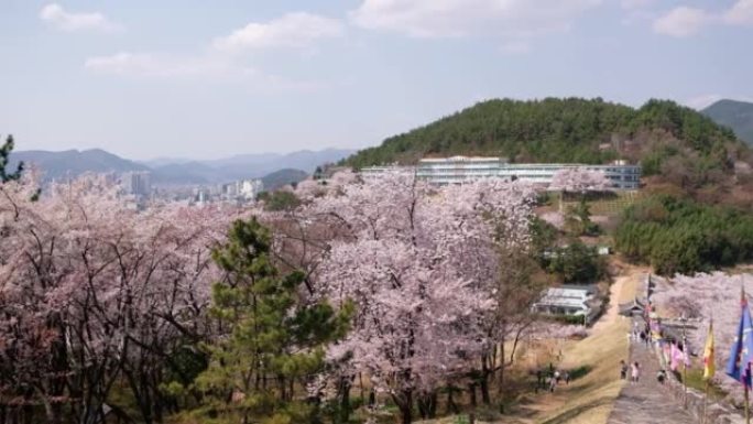 韩国密阳樱花盛开的密阳海城