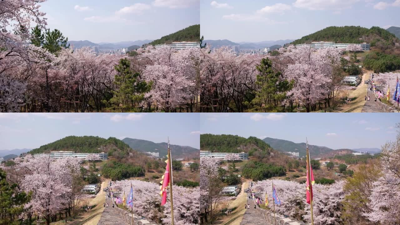 韩国密阳樱花盛开的密阳海城