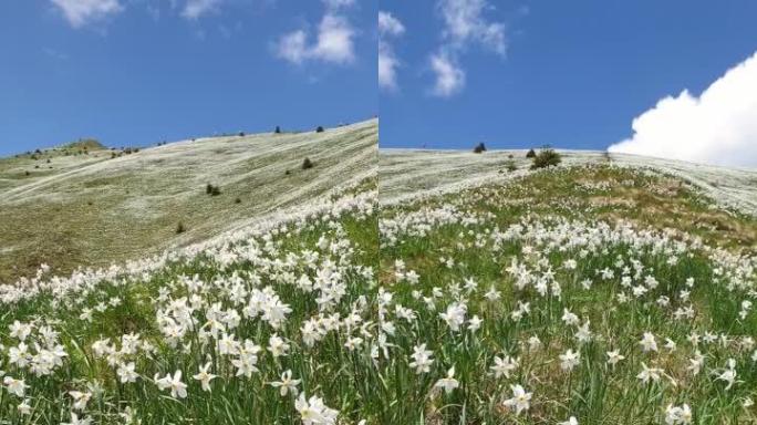 斯洛文尼亚戈利卡山的野生水仙花