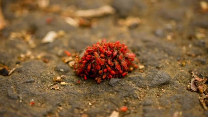 以棕榈果实为食的昆虫: 巴拿马