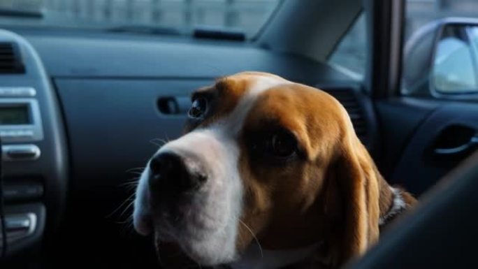 悲伤的狗在小型车的前排乘客座位上旅行，转头向后看