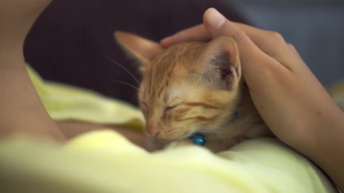 亚洲女人在新家拥抱小猫。收养流浪猫的概念有一个爱并能照顾他们的新主人。