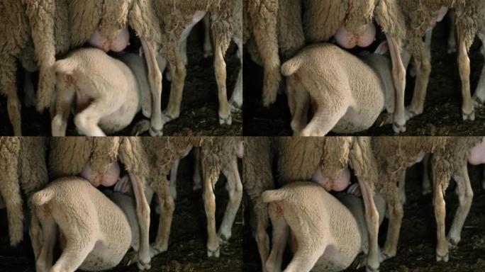 羊群农场上的绵羊