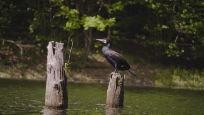 鸬鹚-Phalacrocorax carbo - Aalscholver