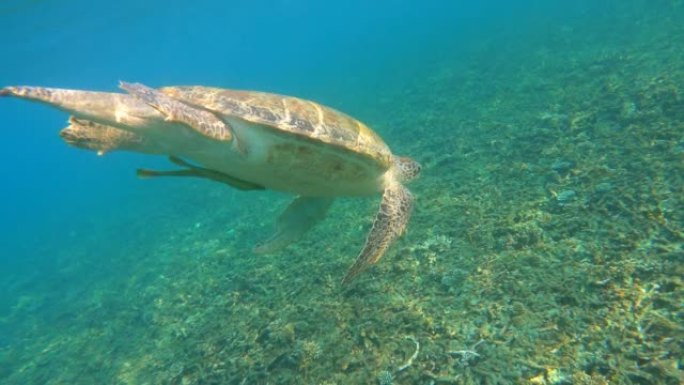 绿海龟游到海面呼吸，然后游到东南